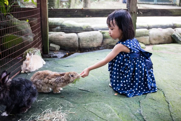 Asian Chinese Little Girls Feeding Rabbits — Stock Photo, Image