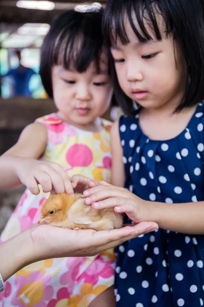 Asiatique chinois petites filles toucher un poussin — Photo