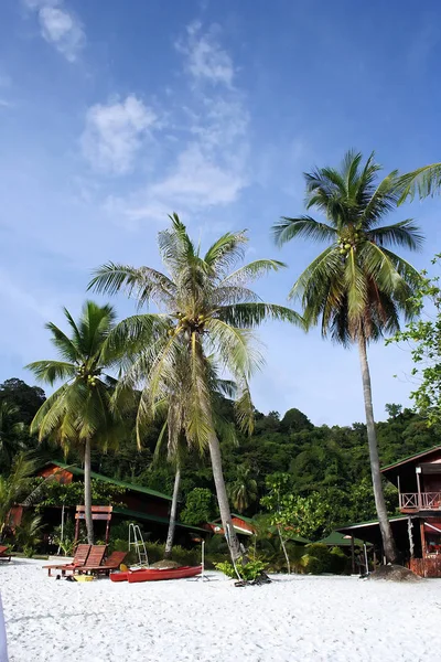 Kokosowe drzewo na plaży — Zdjęcie stockowe