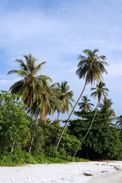 Árvore de coco na praia — Fotografia de Stock