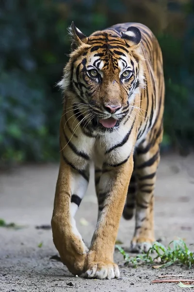 Тигр крупным планом — стоковое фото