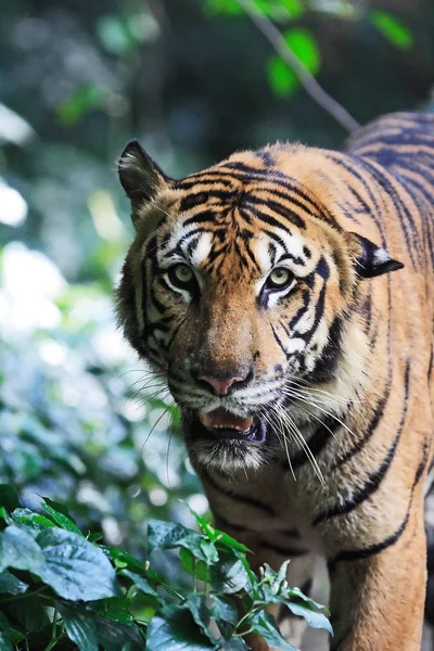 Tijger in de dierentuin — Stockfoto