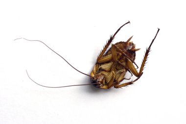 A Dead cockroach clipart