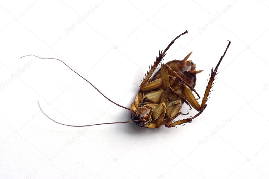 A Dead cockroach