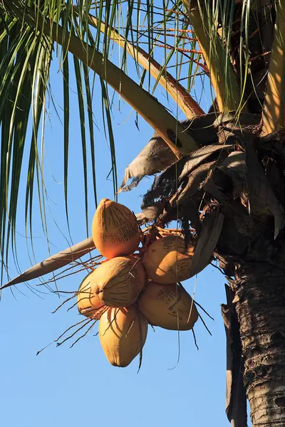 Kokosnussbaum aus nächster Nähe — Stockfoto