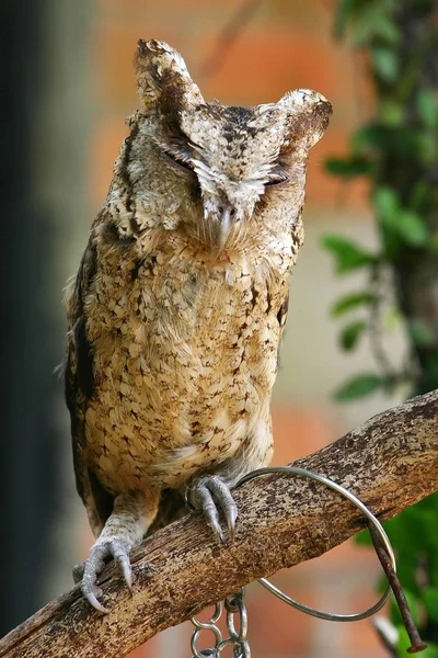 Owl close up — Stock Photo, Image