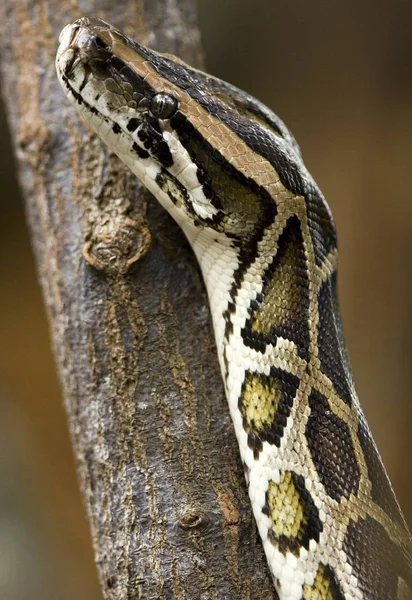 Python yakın çekim — Stok fotoğraf