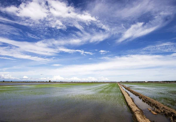 O campo de arrozal — Fotografia de Stock