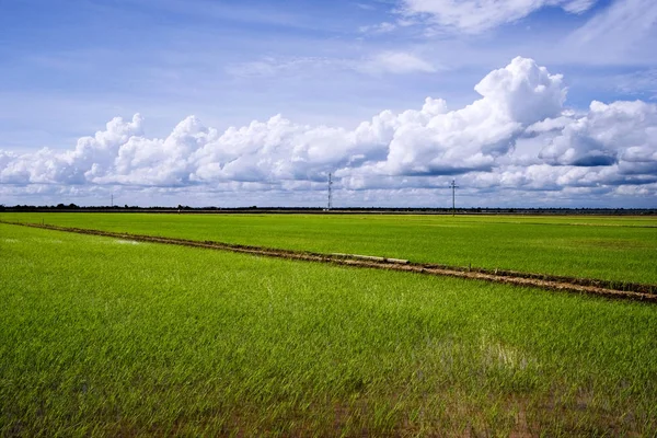 Рисові поля краєвид — стокове фото
