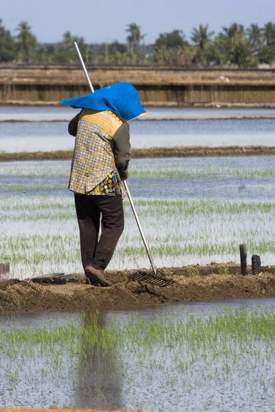 Agricultor em Paddy Field — Fotografia de Stock