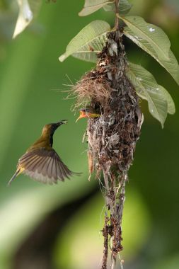 Zeytin destekli sunbird
