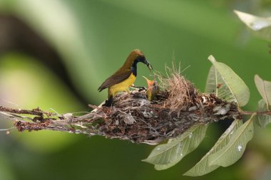Zeytin destekli sunbird