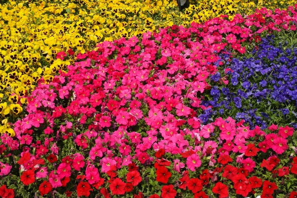 Diversity of Trumpet Flowers — Stock Photo, Image