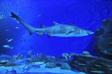 akvaryum köpekbalığı