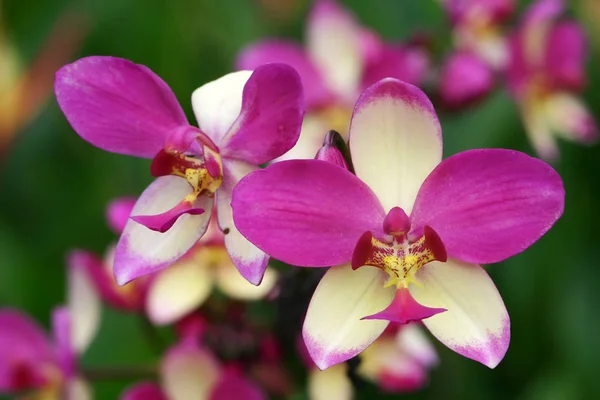 Mor beyaz şerit orkide — Stok fotoğraf
