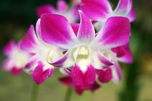 Mor beyaz şerit orkide — Stok fotoğraf