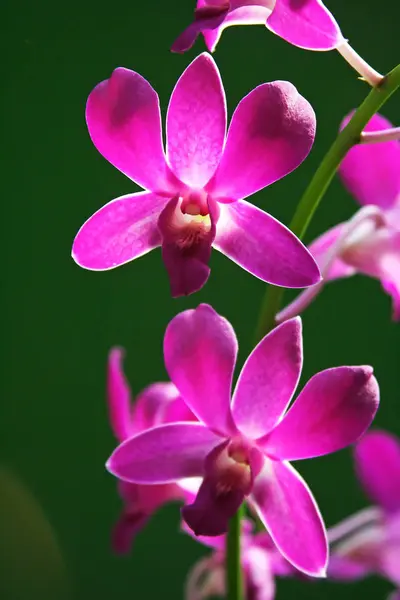 Mor orkide yakın çekim — Stok fotoğraf