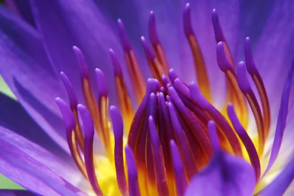 Waterlily Close Up — Stock Photo, Image