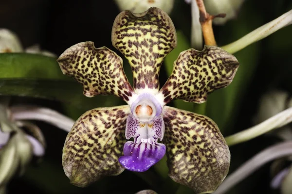 Alaca orkide yakın çekim — Stok fotoğraf
