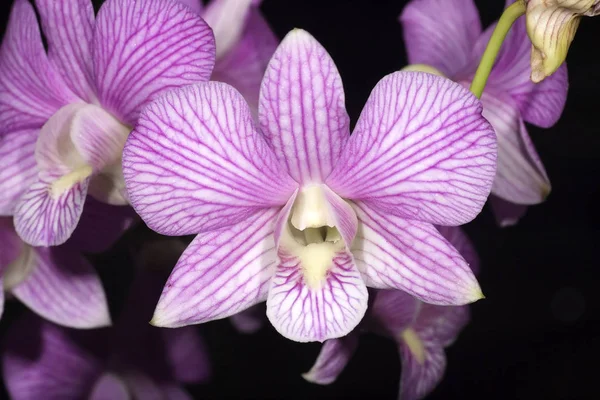 Şerit mor orkide — Stok fotoğraf