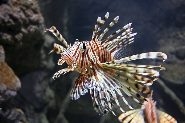 Lion Fish in Aquarium