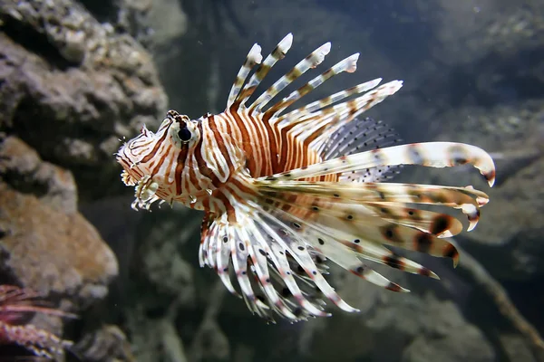 Ikan singa di akuarium — Stok Foto
