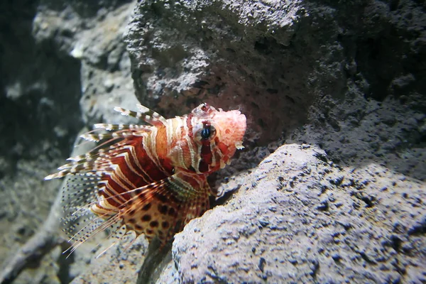Lion Fish in Aquarium — Stock Photo, Image
