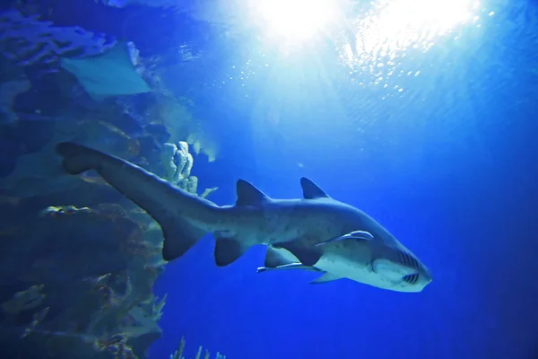 Akvaryum köpekbalığı — Stok fotoğraf
