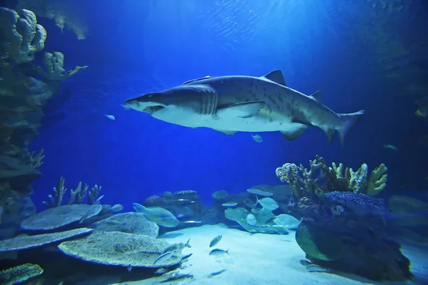 Tubarão no aquário — Fotografia de Stock