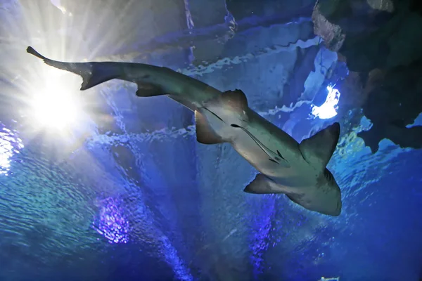 水族館のサメ — ストック写真