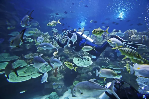 Diver in Aquarium — Stock Photo, Image