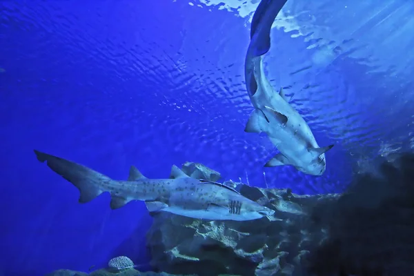 Rekin w akwarium — Zdjęcie stockowe