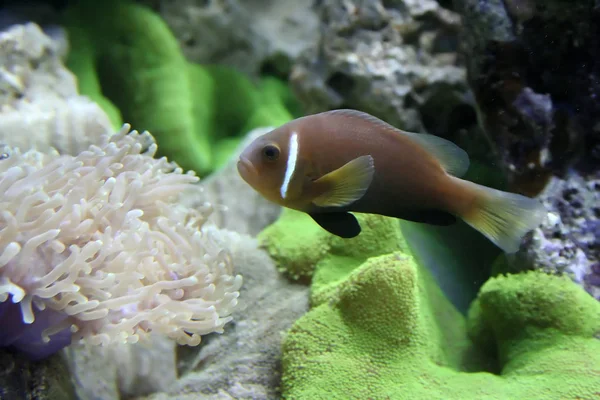 Peixe castanho em aquário — Fotografia de Stock