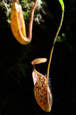 Nepenthes Alata çiçek veya ibrik otu