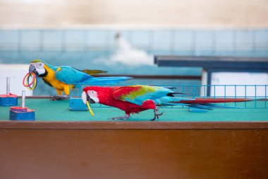 Sirk yüzük oynarken papağan gösterir