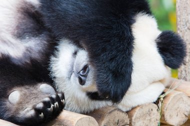 Dev Panda ahşap platformda uyku 