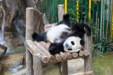 Dev Panda ahşap platformda uyku 