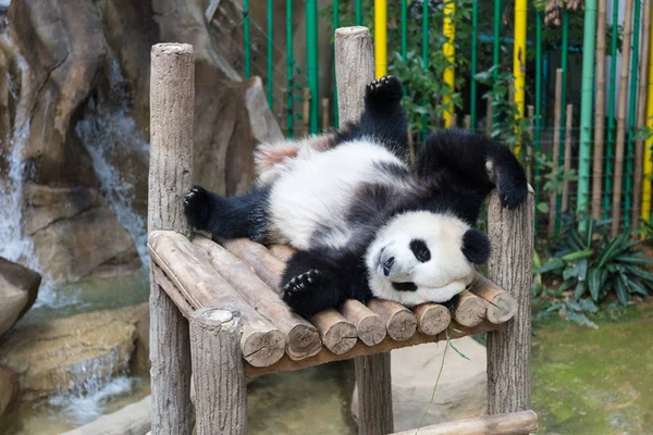 Giant Panda spanie na drewnianej platformie — Zdjęcie stockowe