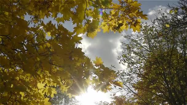 Foglie d'autunno contro il cielo blu — Video Stock