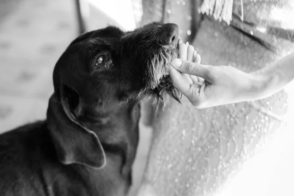 The Weimaraner, or Weimar Pointing Dog, is a hunting gun dog