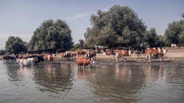 Tuna Nehri 'nde serinleyen inek sürüsü