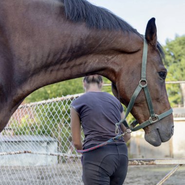 Belgrad, Sırbistan, 30 Haziran 2019: Ona bakan bir bayanın yanında duran güzel kahverengi bir atın portresi