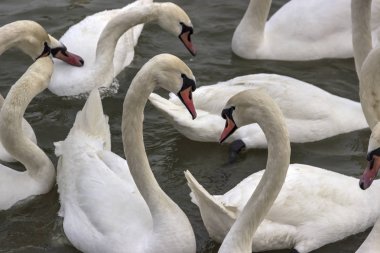 Tuna Nehri 'nin yakın çekim Kuğuları (Cygnus cygnus) 