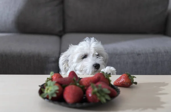 Nanja Three Months Old Bichon Bolognese Puppy Observing Fascination Strawberries — Stock Photo, Image