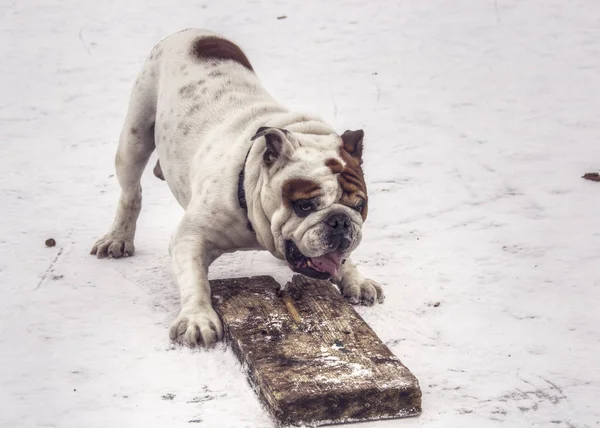 English Bulldog having fun on a frozen lake