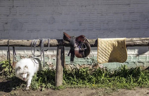 A white dog snooping under a timber frame with saddle and saddlecloth