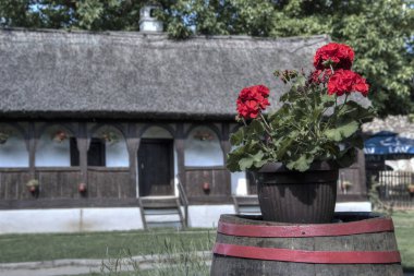 Geleneksel sazdan yapılmış çiftlik evinin önündeki tahta fıçıya konmuş Red Geraniums 'lu bir tencere.
