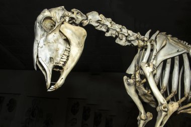 Evcil koyunlar (Ovis arşivleri) iskeleti