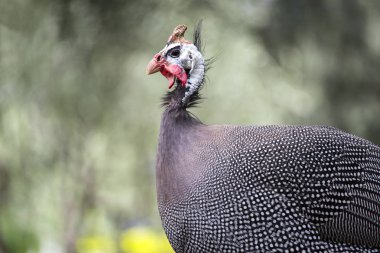 Bir Miğferli Guineafowl (Numida meleagris)