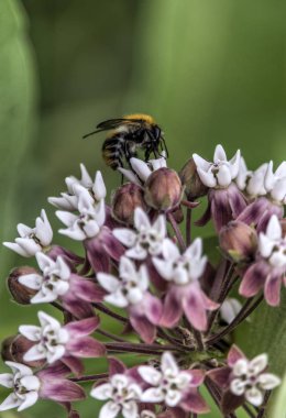 Yabani çayır çiçeklerini dölleyen bir yaban arısı